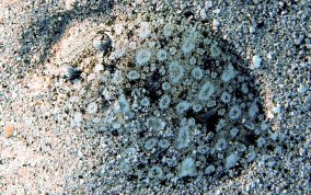 Eyed Flounder - Bothus ocellatus - USVI Caribbean