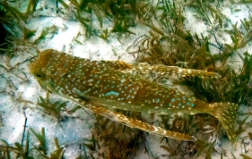 Flying Gurnard - Dectylopterus volitans