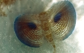 Flying Gurnard - Dectylopterus volitans