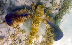 Flying Gurnard - Dectylopterus volitans