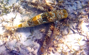 Flying Gurnard - Dectylopterus volitans