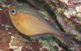 Glassy Sweeper - Pempheris schomburgki