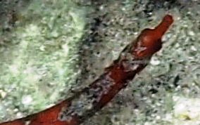 Harlequin Pipefish - Micrognathus crinitus