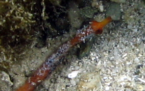 Harlequin Pipefish - Micrognathus crinitus