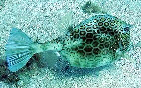 Honeycomb Cowfish - Acanthostracion polygonia 