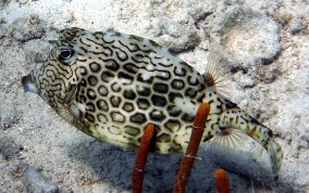 Honeycomb Cowfish - Acanthostracion polygonia 