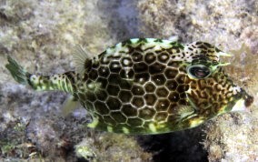 Honeycomb Cowfish - Acanthostracion polygonia