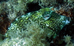 Honeycomb Cowfish - Acanthostracion polygonia 