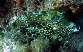 Honeycomb Cowfish - Acanthostracion polygonia 