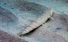 Inshore Lizardfish - Synodus foetens