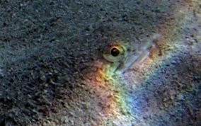 Inshore Lizardfish - Synodus foetens