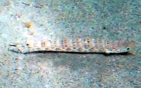 Inshore Lizardfish - Synodus foetens