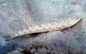 Inshore Lizardfish