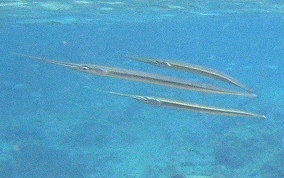 Keeltail Needlefish - Platybelone argalus