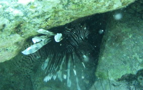 Indo-Pacific Lionfish - Pterois volitans