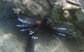 Indo-Pacific Lionfish - Pterois volitans