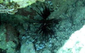 Indo-Pacific Lionfish - Pterois volitans