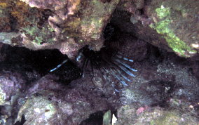 Indo-Pacific Lionfish - Pterois volitans