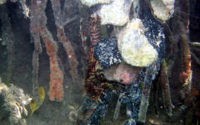 Indo-Pacific Lionfish - Pterois volitans