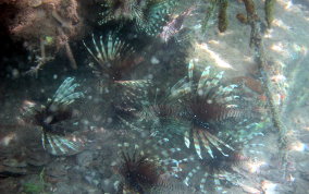 Indo-Pacific Lionfish - Pterois volitans