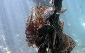 Indo-Pacific Lionfish - Pterois volitans