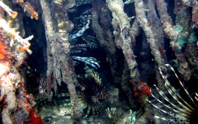 Indo-Pacific Lionfish - Pterois volitans