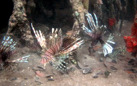 Indo-Pacific Lionfish - Pterois volitans