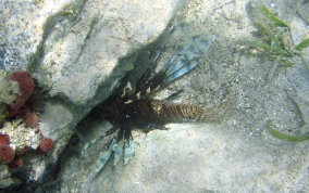 Indo-Pacific Lionfish - Pterois volitans