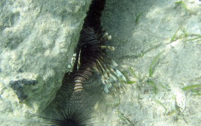 Indo-Pacific Lionfish - Pterois volitans