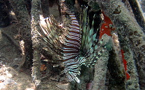 Indo-Pacific Lionfish - Pterois volitans