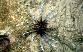 Indo-Pacific Lionfish - Pterois volitans