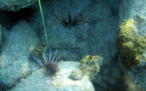 Indo-Pacific Lionfish - Pterois volitans