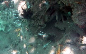 Indo-Pacific Lionfish - Pterois volitans