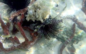 Indo-Pacific Lionfish - Pterois volitans