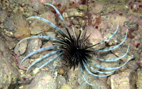 Indo-Pacific Lionfish - Pterois volitans