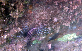 Indo-Pacific Lionfish - Pterois volitans