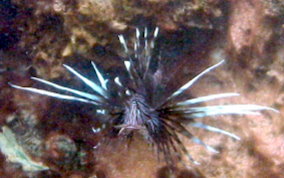 Indo-Pacific Lionfish - Pterois volitans