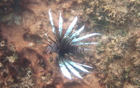 Indo-Pacific Lionfish - Pterois volitans