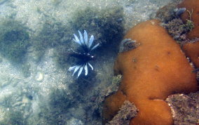 Indo-Pacific Lionfish - Pterois volitans