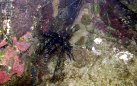 Indo-Pacific Lionfish - Pterois volitans