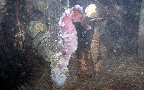 Longsnout Seahorse - hippocampus reidi