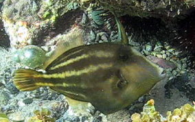 Orangespotted Filefish - Cantherhines pullus