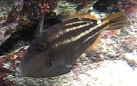 Orangespotted Filefish