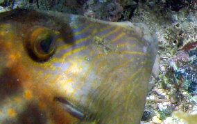 Orangespotted Filefish - Cantherhines pullus