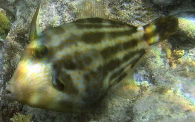 Orangespotted Filefish - Cantherhines pullus