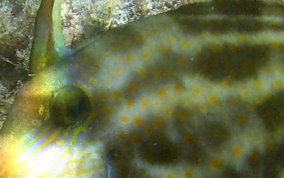 Orangespotted Filefish - Cantherhines pullus