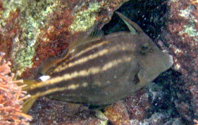 Orangespotted Filefish - Cantherhines pullus