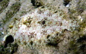 Peacock Flounder