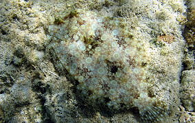 Peacock Flounder - Bothus lunatus