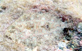 Peacock Flounder - Bothus lunatus